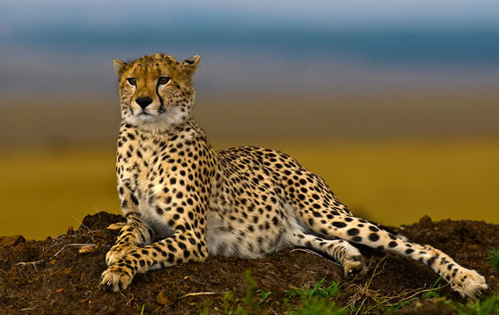 3 Days 2 Nights Masai Mara Safari Package from Nairobi